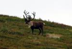 Tundra Wilderness Tour